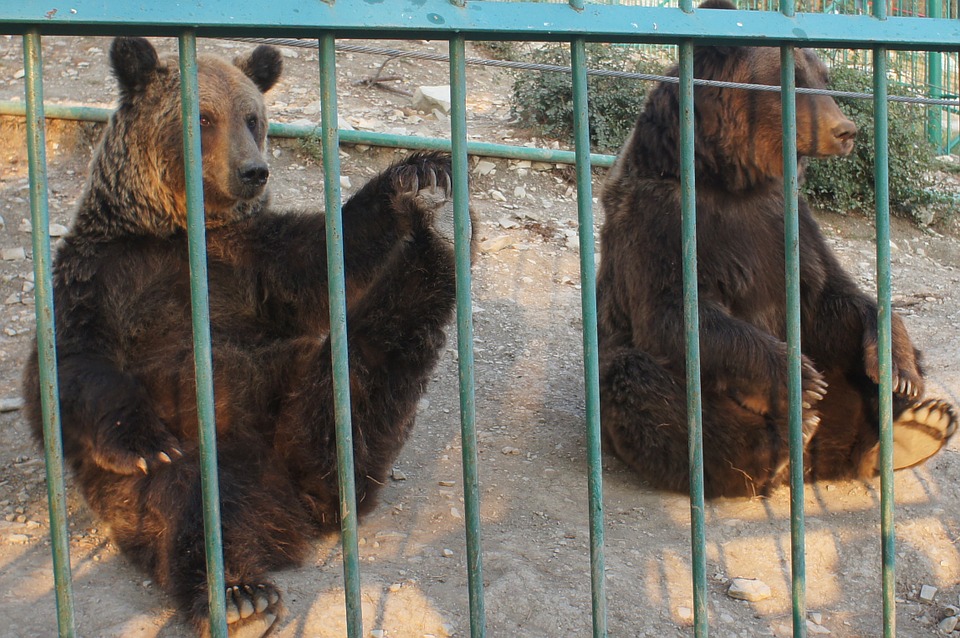Free photo: Bear, Bears, Zoo, Safari Park.