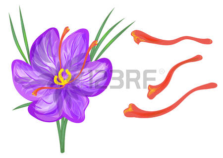 Saffron clipart 20 free Cliparts | Download images on Clipground 2024