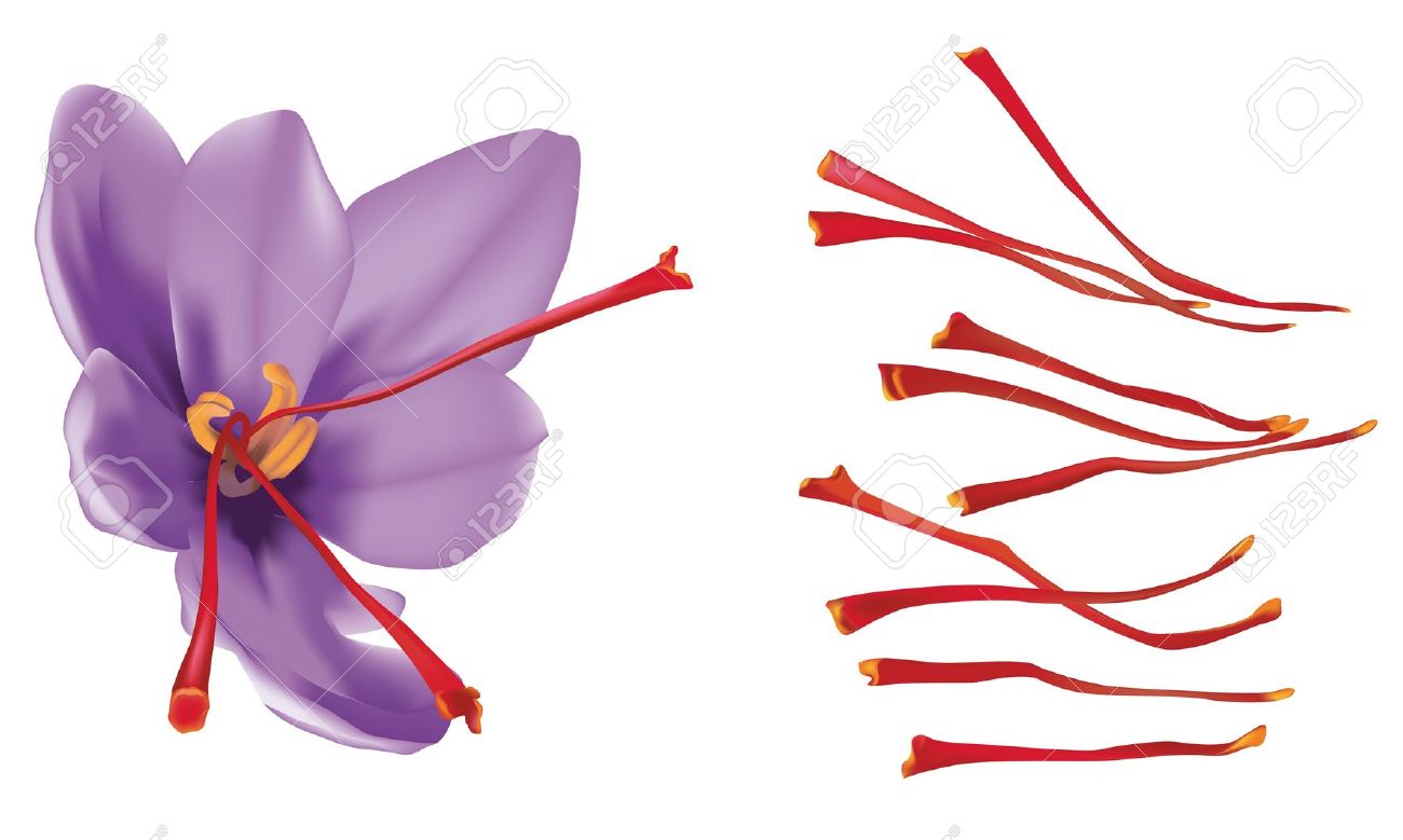 3,324 Saffron Stock Illustrations, Cliparts And Royalty Free.