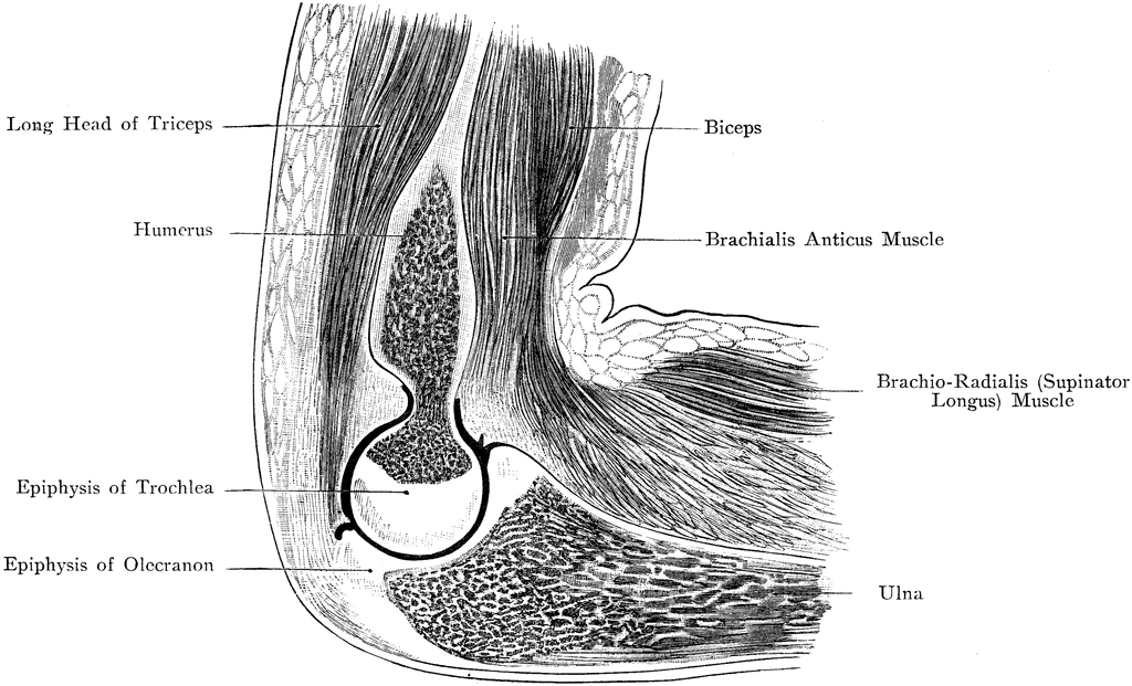 Sagittal Section Through Elbow Joint.