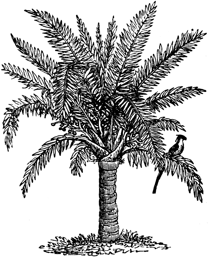 Sago Palm.