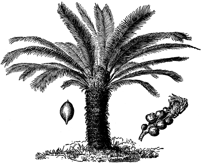 Chinese Sago Palm.