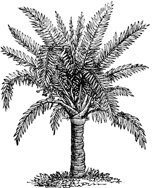 Sago Palm.