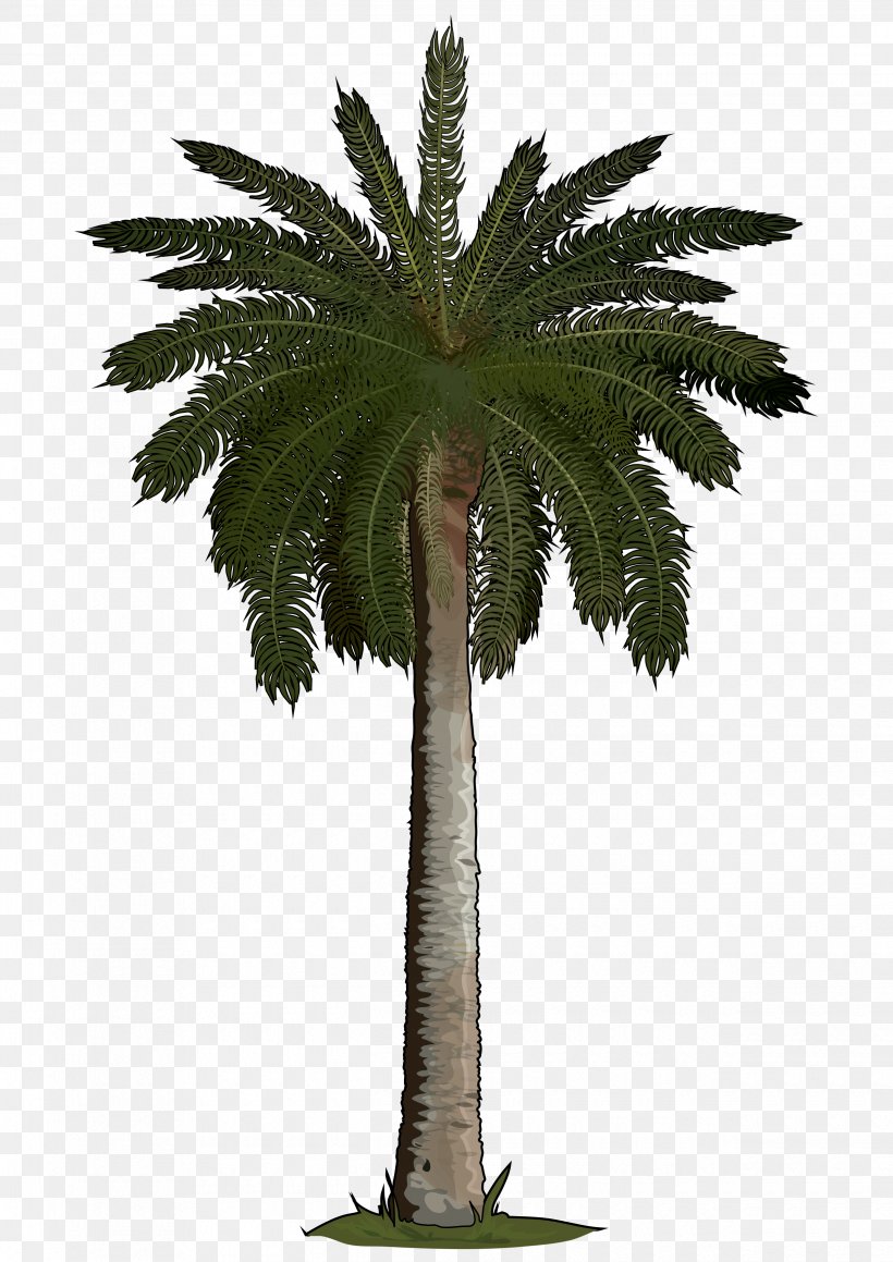 Arecaceae Sago Palm Tree Areca Palm Phoenix Roebelenii, PNG.