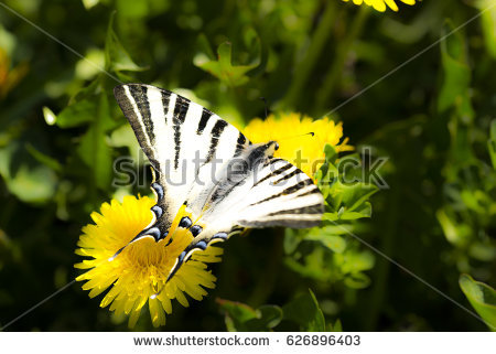 Swallowtail Stock Images, Royalty.