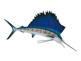 Download clip art sailfish clipart Atlantic sailfish Clip art.