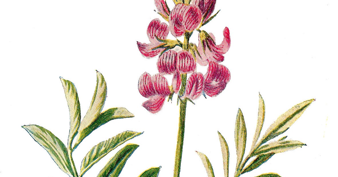 Antique Images: Digital Flower Illustration Vintage Wildflower.