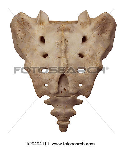 Clipart of The sacrum k29494111.