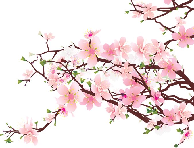 Free Cherry Blossom Clipart, Download Free Clip Art, Free.