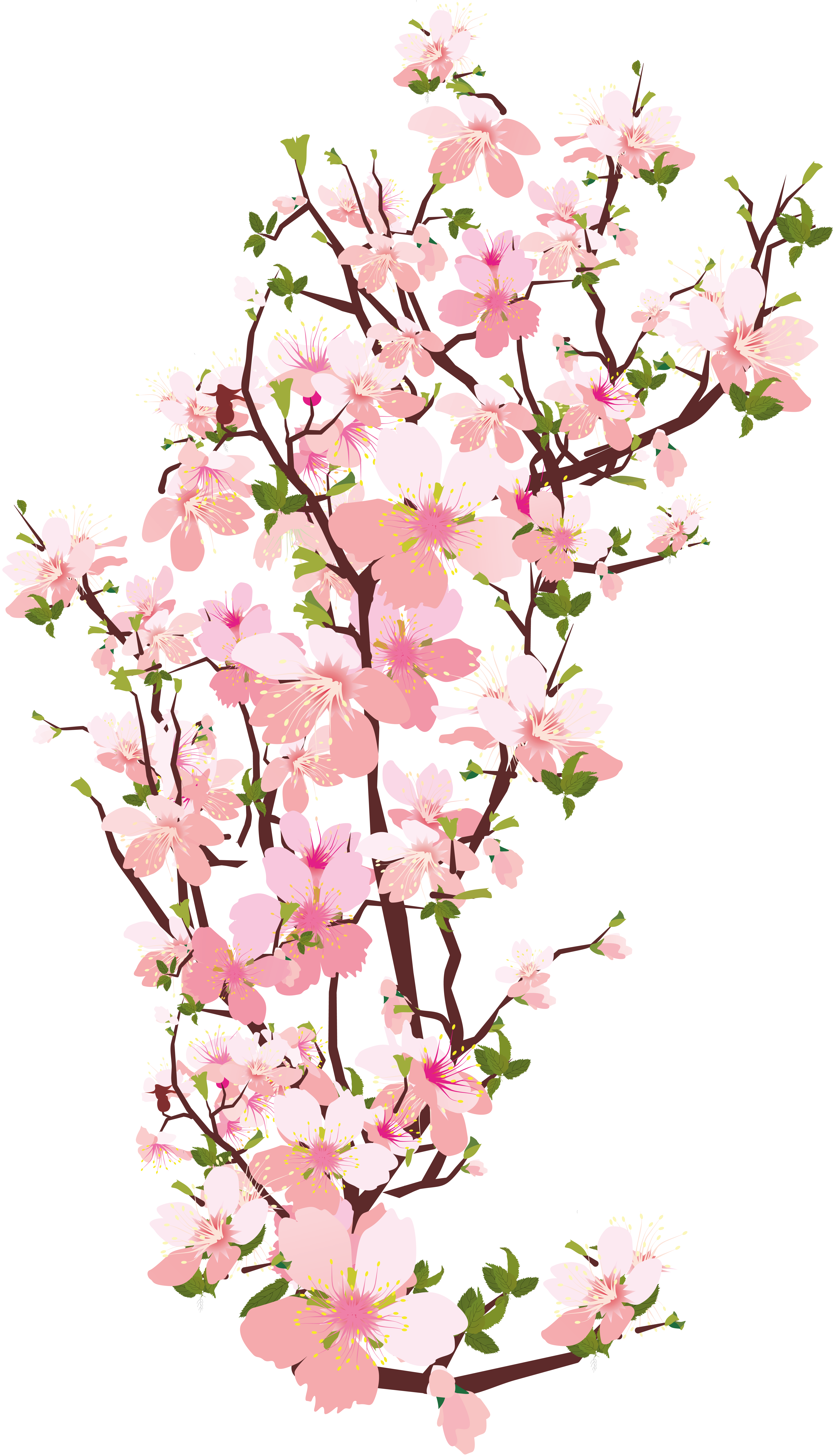 Sakura PNG images free download.