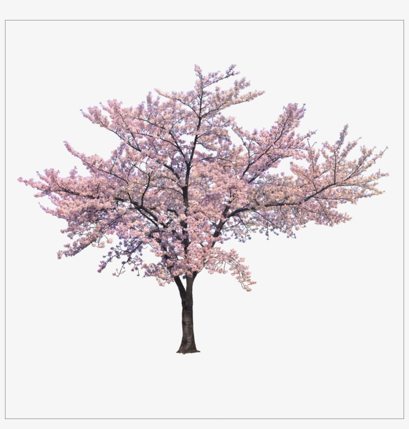 Blossom Cherry Tree Trees Branch Png File Hd Clipart.