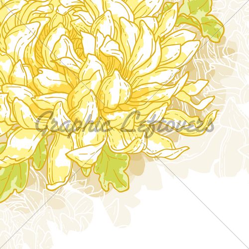 1000+ images about Chrysanthemum on Pinterest.