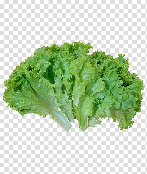 Caesar salad Leaf vegetable Lettuce, vegetable transparent.