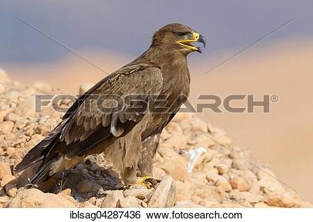 Stock Images of Steppe Eagle (Aquila nipalensis), on the ground.