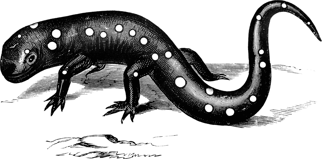 Free Salamander Clipart Black And White, Download Free Clip.