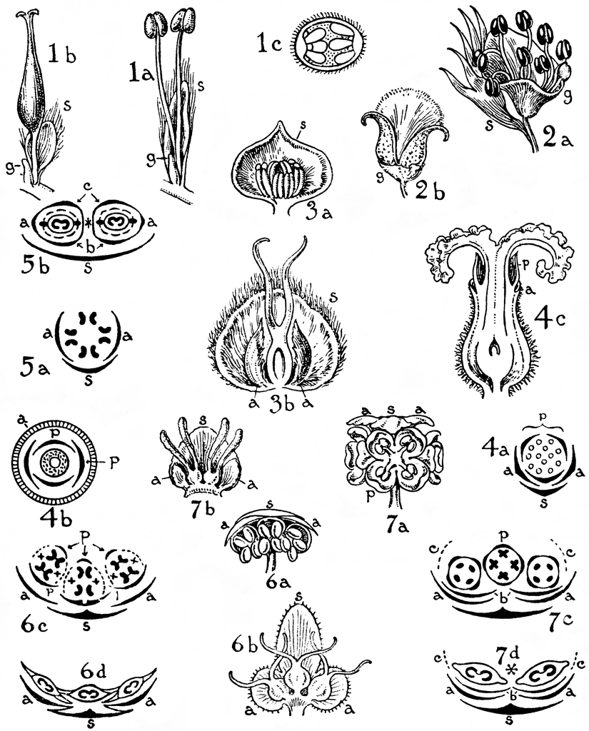 Salicaceae, Myricaceae, Juglandaceae, and Betulaceae Orders.