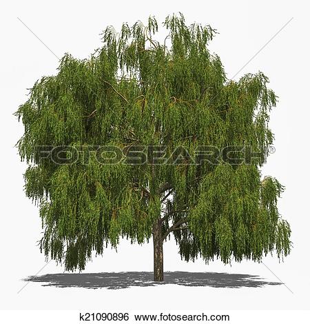 Stock Illustration of Salix alba 'Tristis' (summer) k21090896.