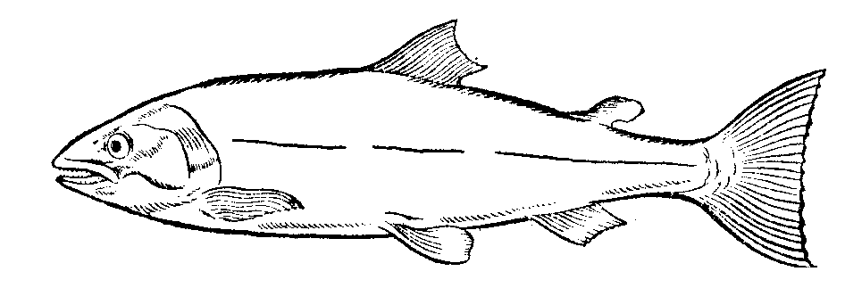 Clipart salmon.