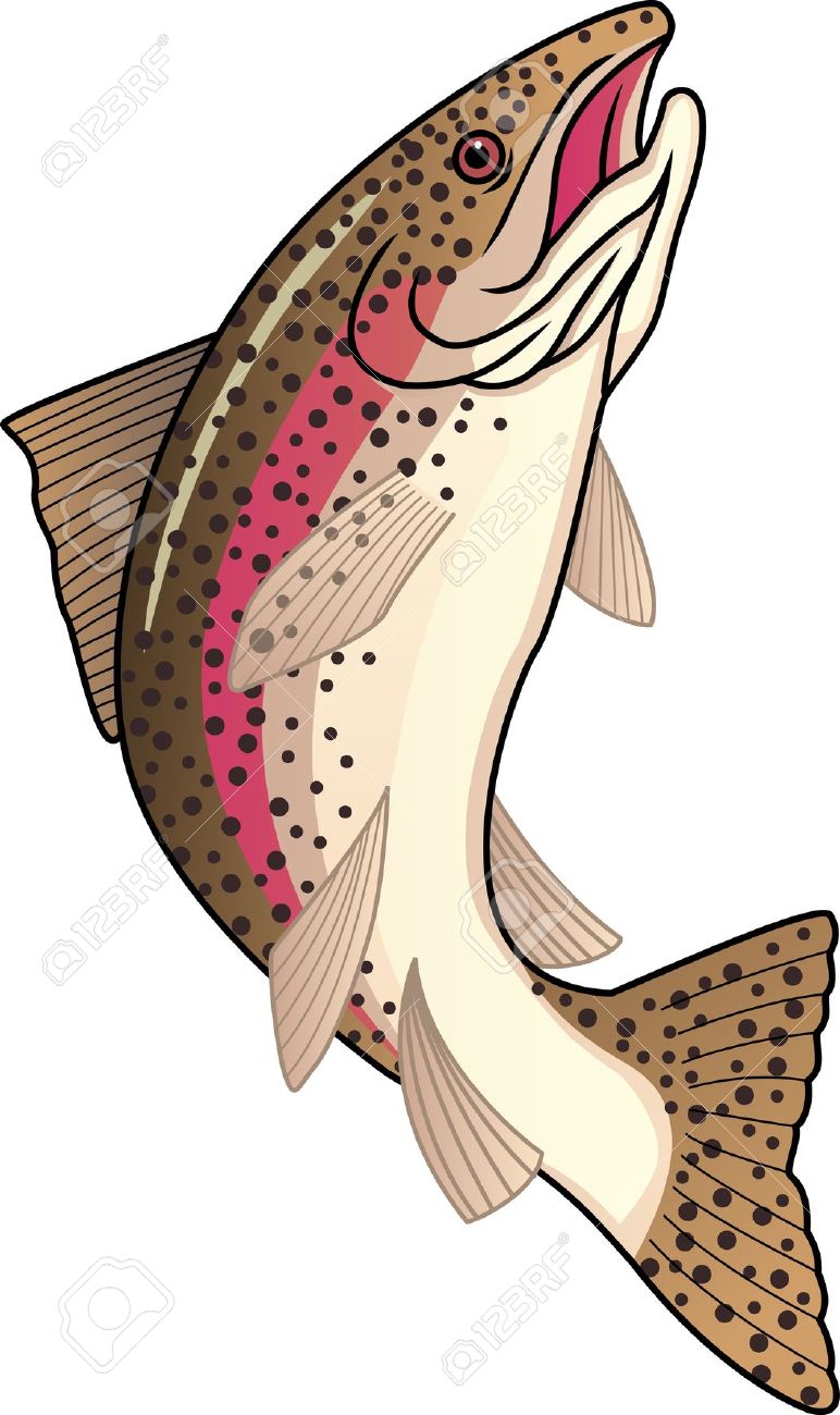 4,462 Trout Stock Vector Illustration And Royalty Free Trout Clipart.