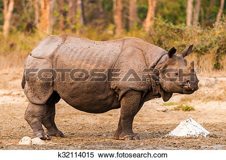 Stock Image of Rhino at salt lick k32114015.