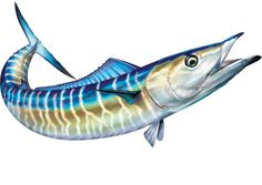 47 Best Saltwater Sport Fish Illustrations & Clipart images.