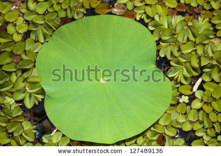 Salvinia Natans Stock Photos, Images, & Pictures.