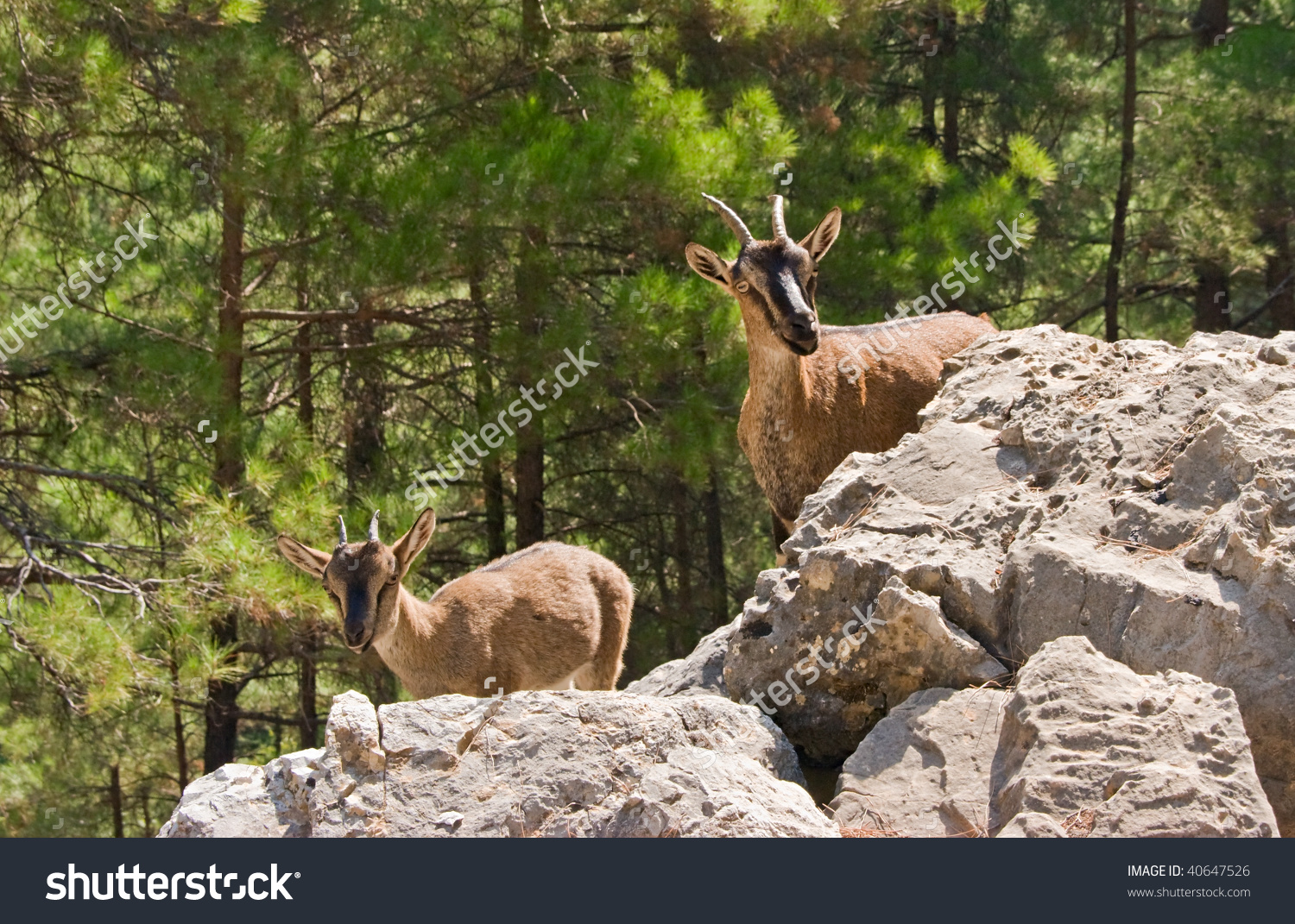 Wild Goats Krikri Samaria Gorge Crete Stock Photo 40647526.