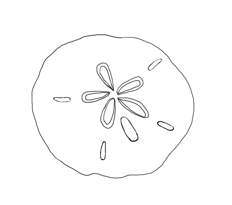 Photos of sand dollar template sketch clipart.