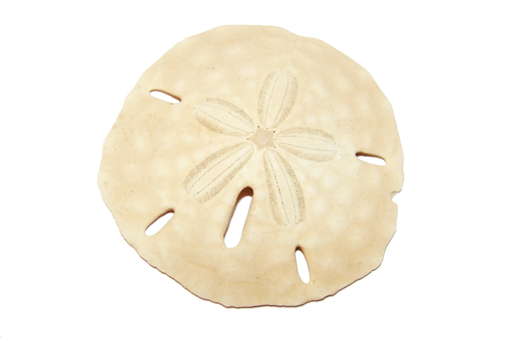 Sand Dollar Png (105+ images in Collection) Page 1.