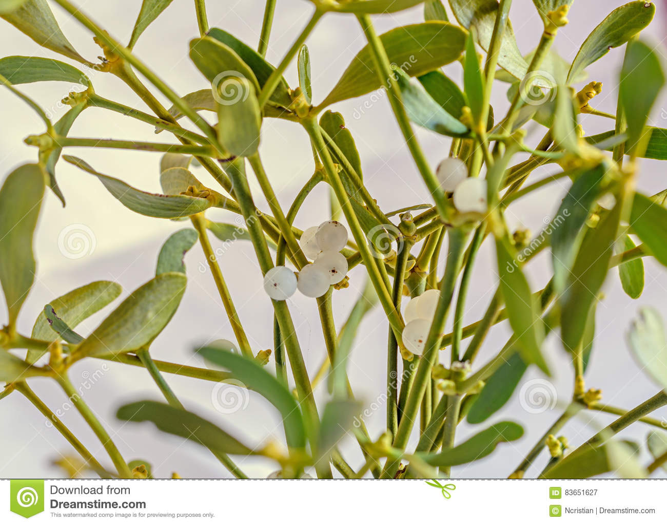 Viscum Album, Mistletoe Branch, Family Santalaceae, White Berry.