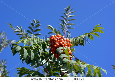 Desert Quandong Santalum Acuminatum Fruits Curtin Stock Photo.