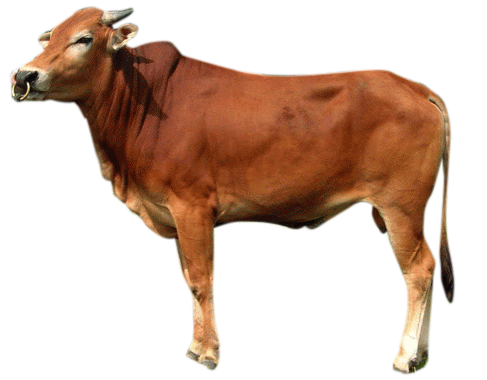 sapi png 10 free Cliparts | Download images on Clipground 2024