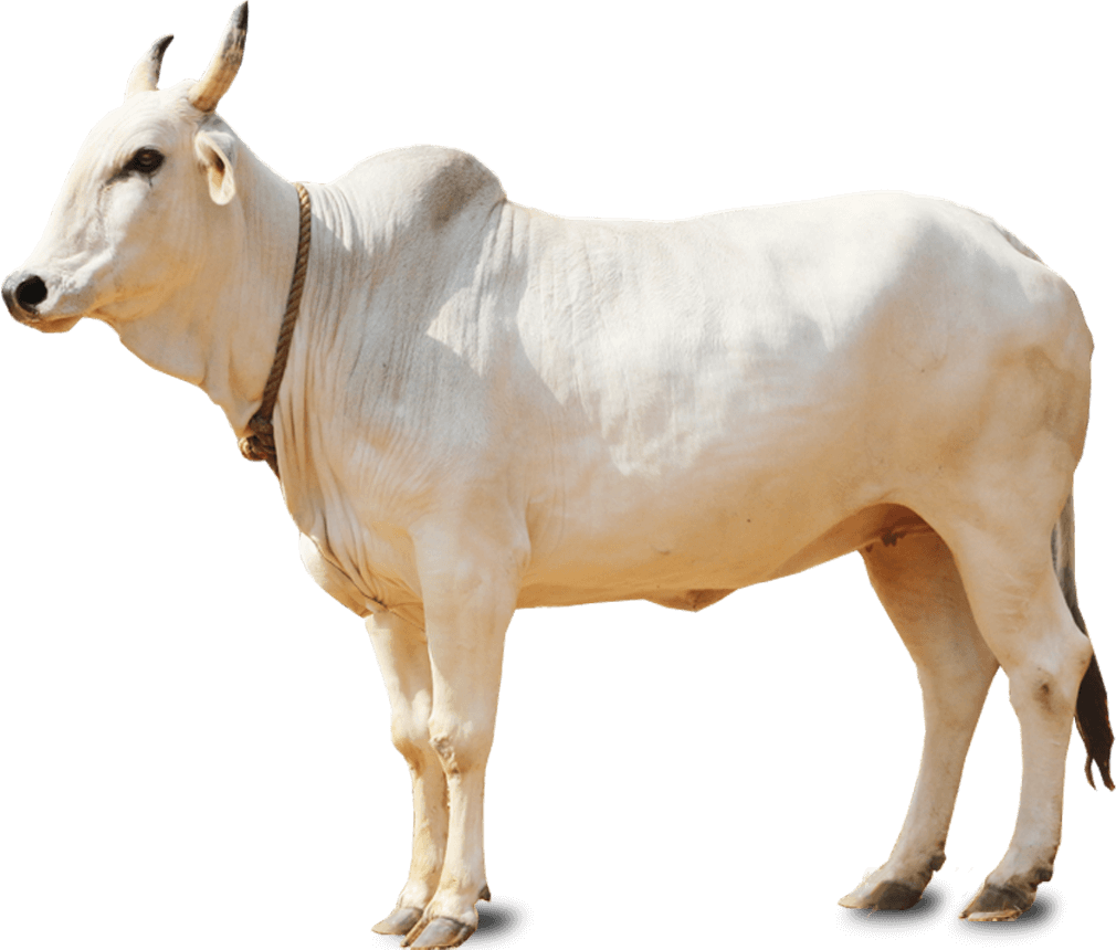  sapi  png 10 free Cliparts Download images on Clipground 2022