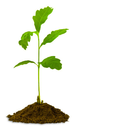 Sapling clipart 20 free Cliparts | Download images on ...