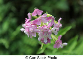 Stock Image of Soapwort Flower.