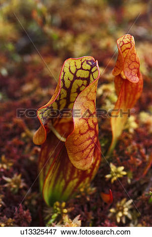 Picture of Pitcher Plant (Sarracenia purpurea) u13325447.