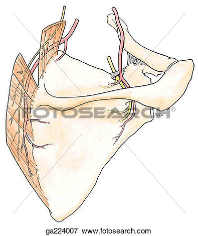 Stock Illustration of Posterior view of the suprascapular and.