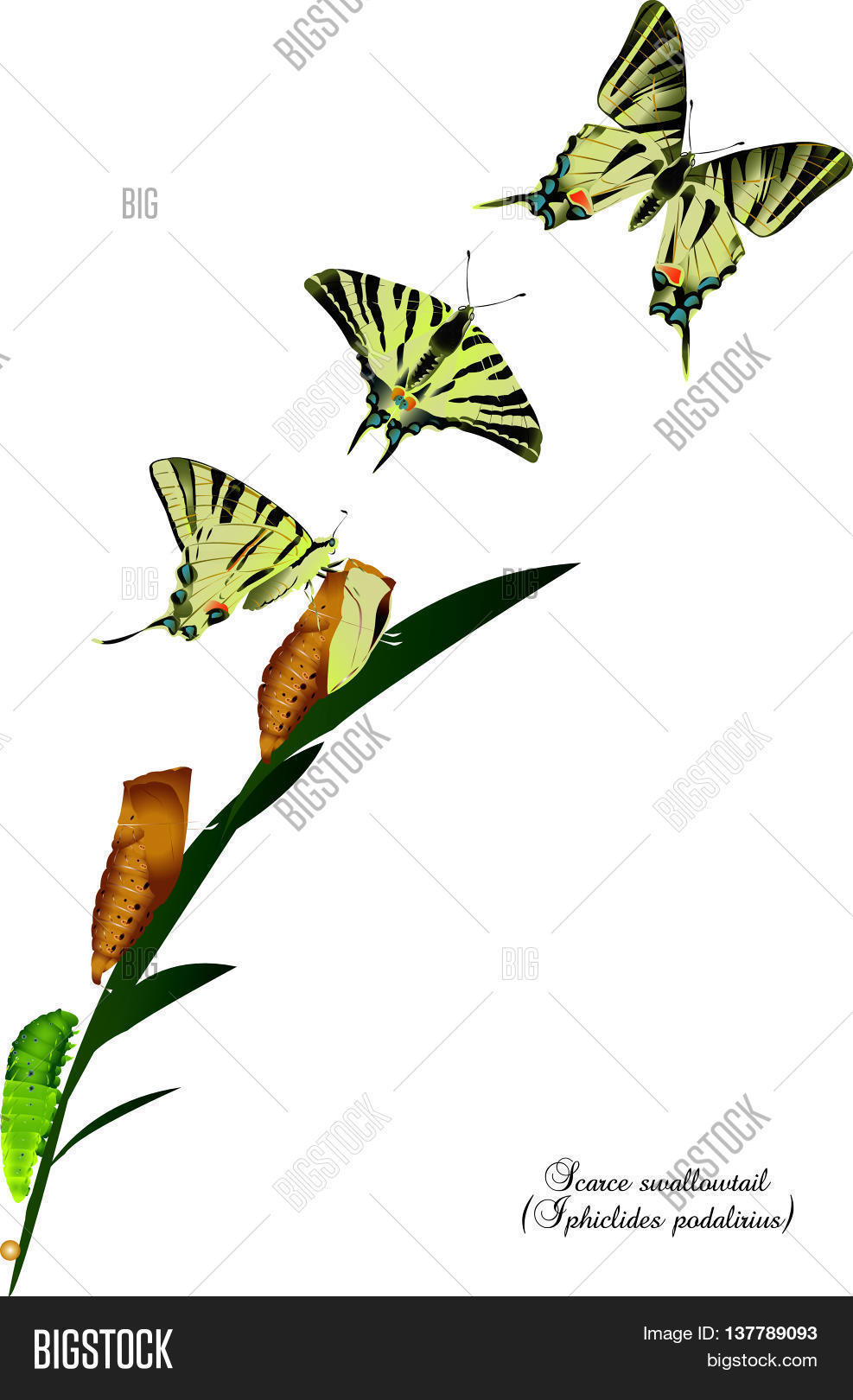 It is illustration of life cycle of scarce swallowtail. Stock.