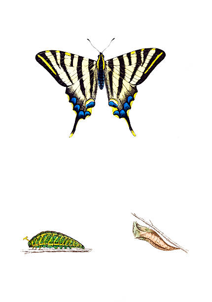 Scarce Swallowtail Clip Art, Vector Images & Illustrations.
