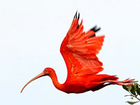 Scarlet Ibis Clipart.