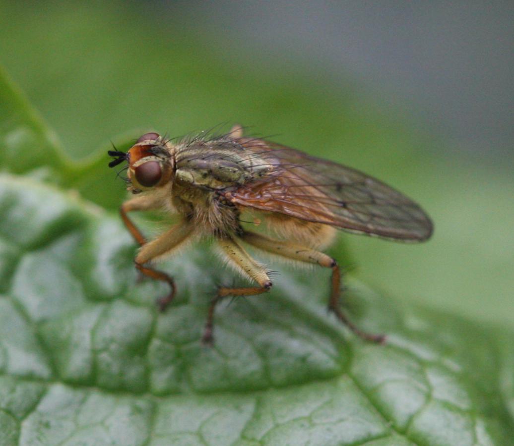 Yellow Dung Fly.