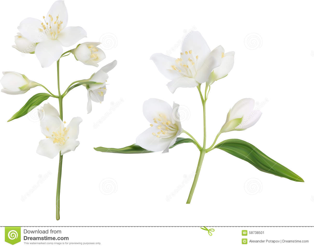 Beautiful Night Blooming Jasmine On White Background Stock Vector. Beautiful Night Blooming Jasmine On White Background Stock Vector.