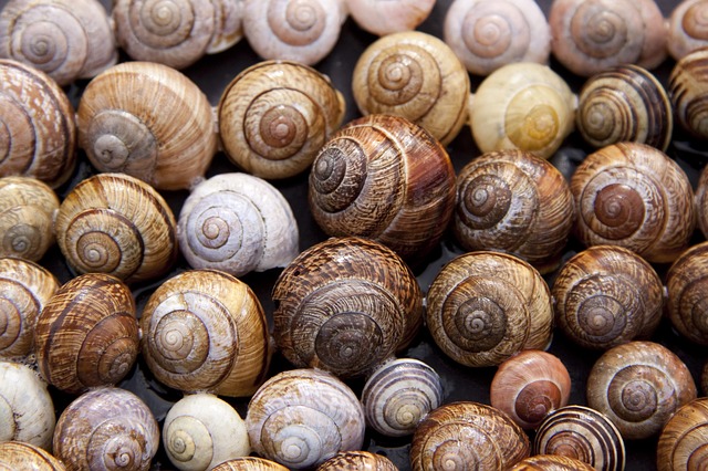 Free photo Arianta Arbustorum Schalenweichtiere Snail Shells.