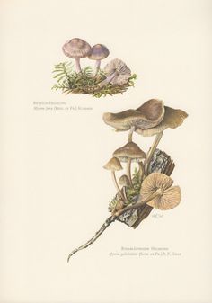 1963 Scotch Bonnet Mushroom, Antique Botanical Print, Vintage.