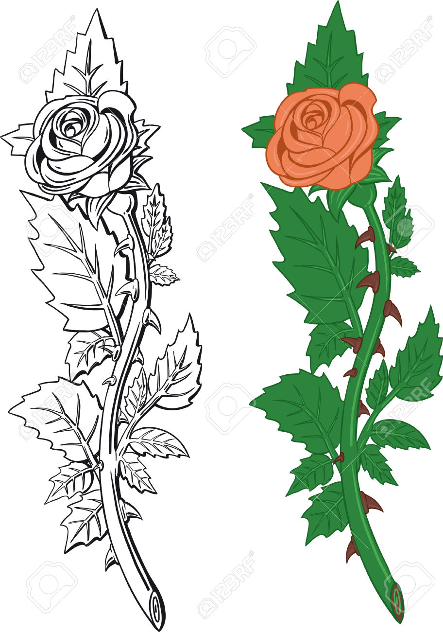 Schnittblume Rosa Rose Mit Dornen Auf Weißem Lizenzfrei Nutzbare.