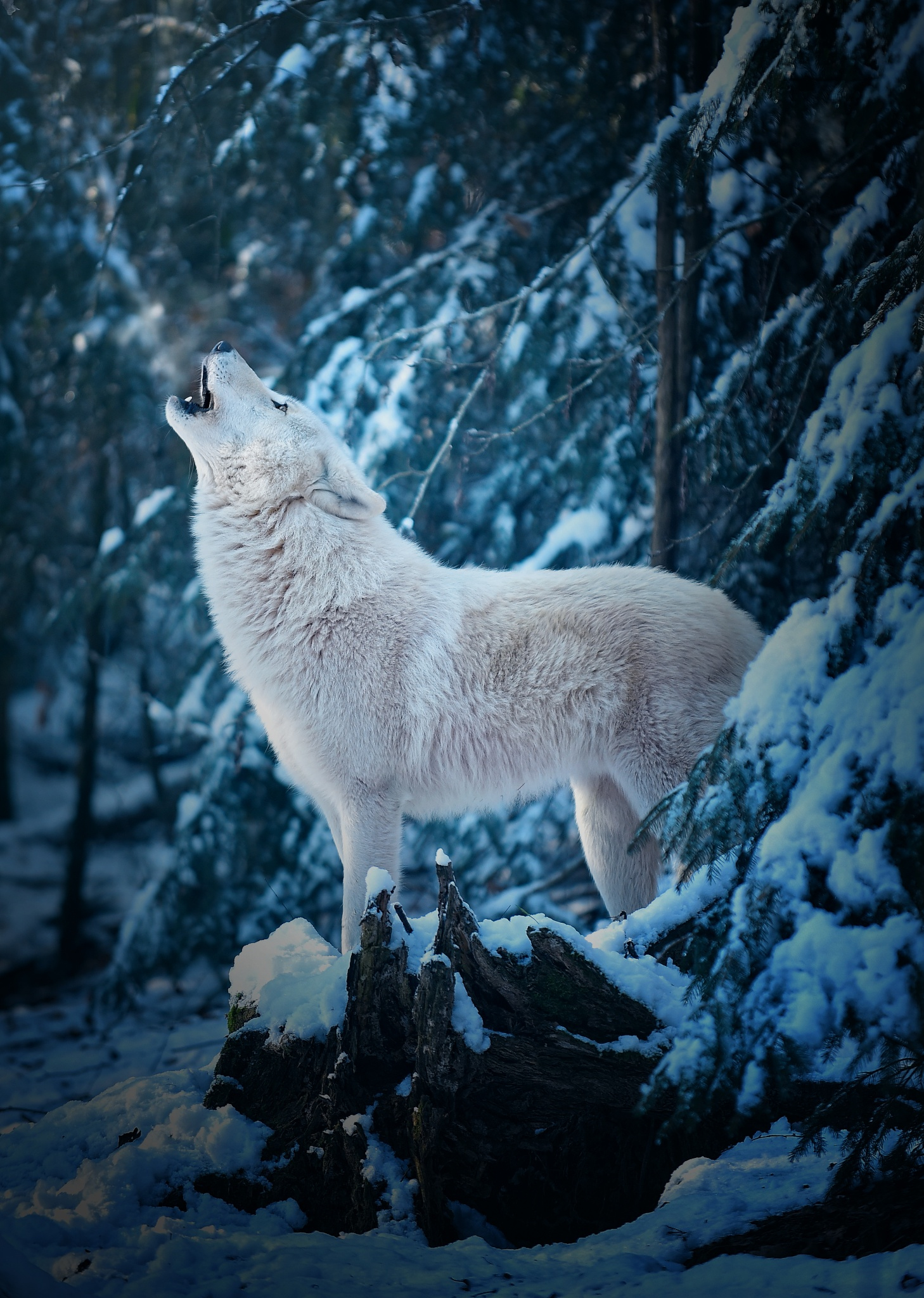 1000+ images about the wolf pack on Pinterest.