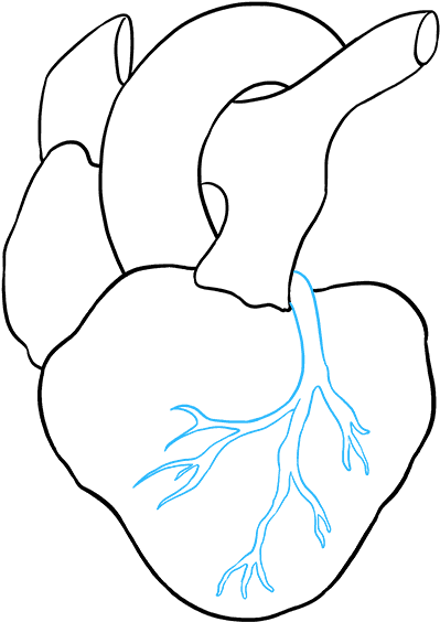 Drawing Science Heart Easy Draw Human Heart.