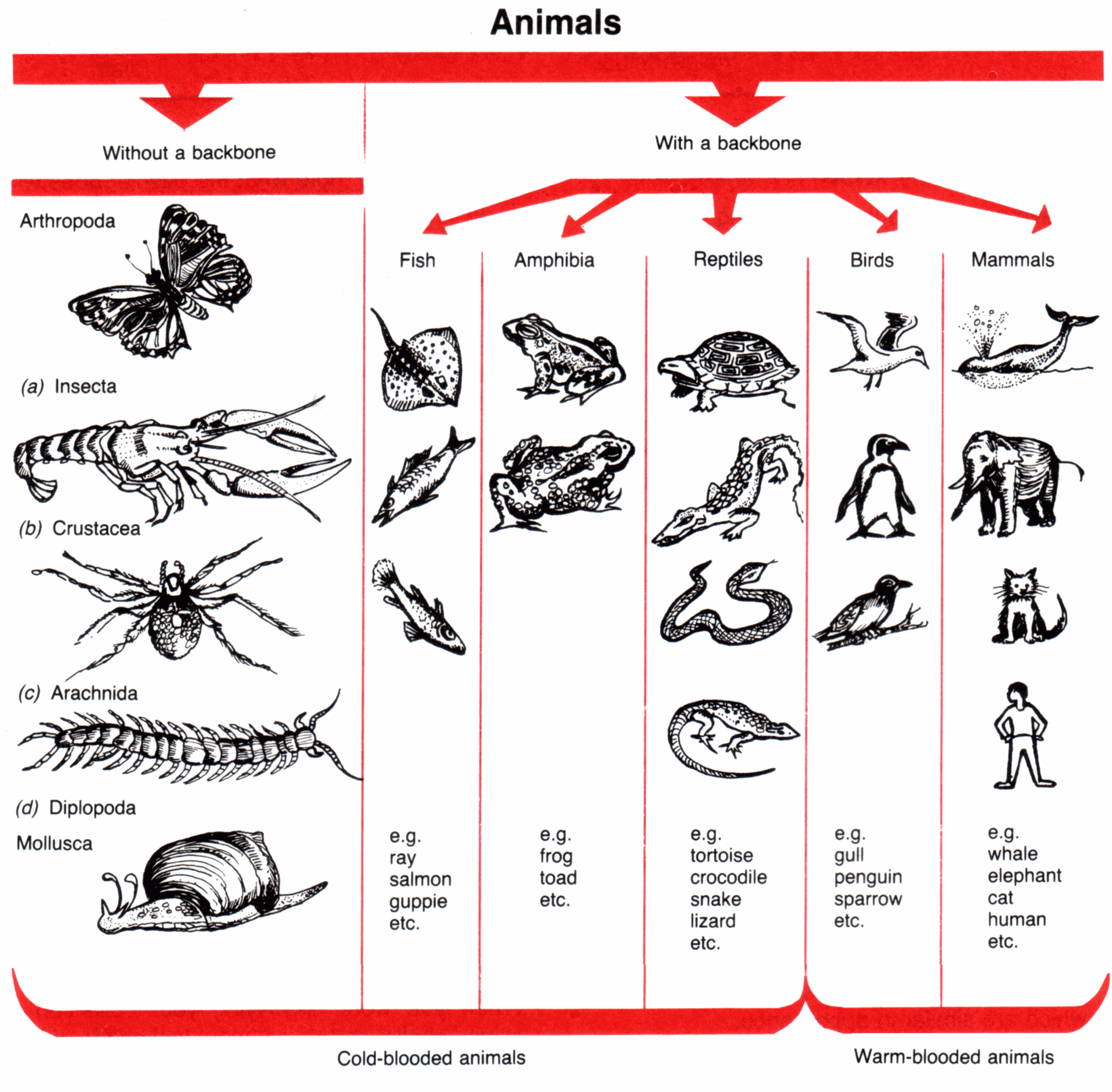Scientific Classification Clipart 20 Free Cliparts Download Images On 