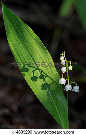 Stock Photography of Siberian squill or Scilla siberica k14633290.