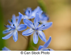 Pictures of Siberian squill (Scilla siberica; wood squill) and.